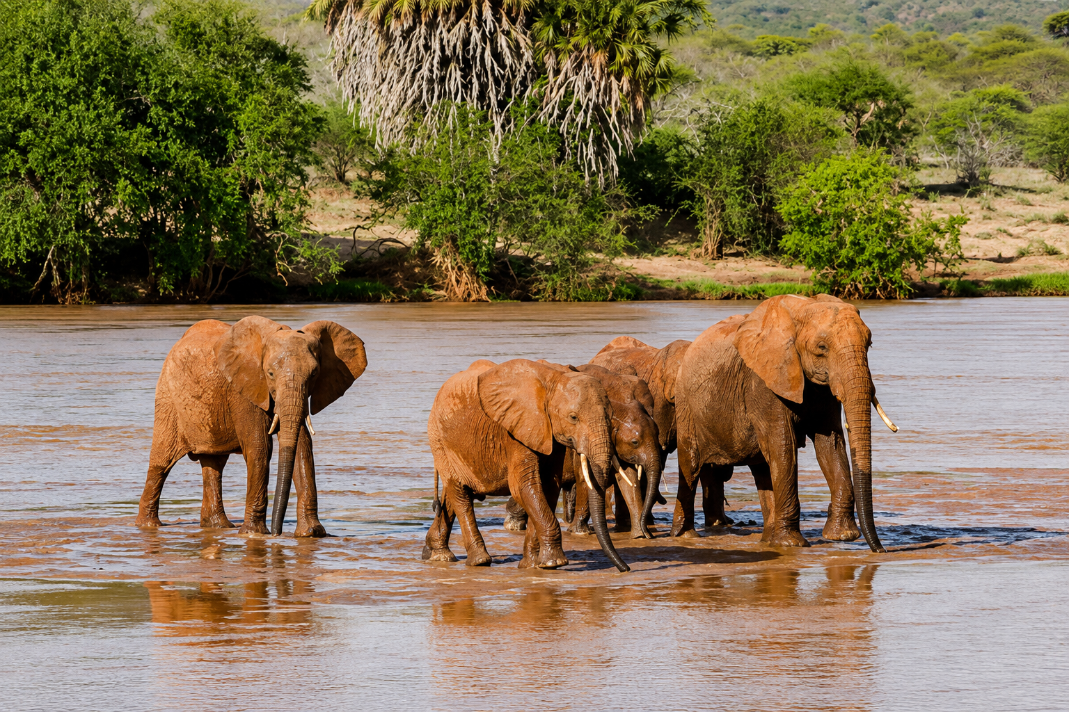 7 Days Safari Tsavo East, Tsavo West, Amboseli, Masai Mara and Lake Nakuru