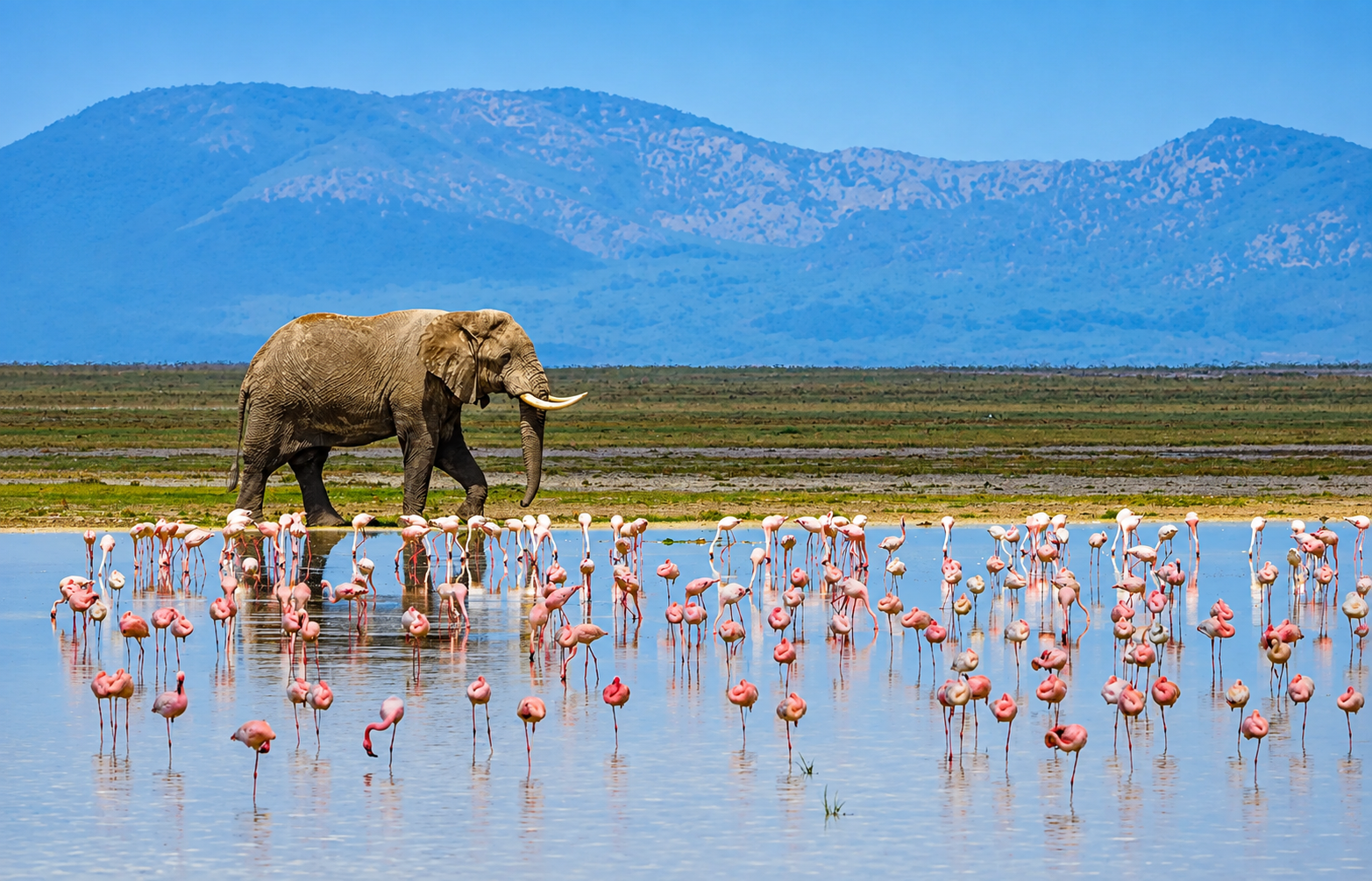 4 Days Safari Tsavo East, Tsavo West and Amboseli